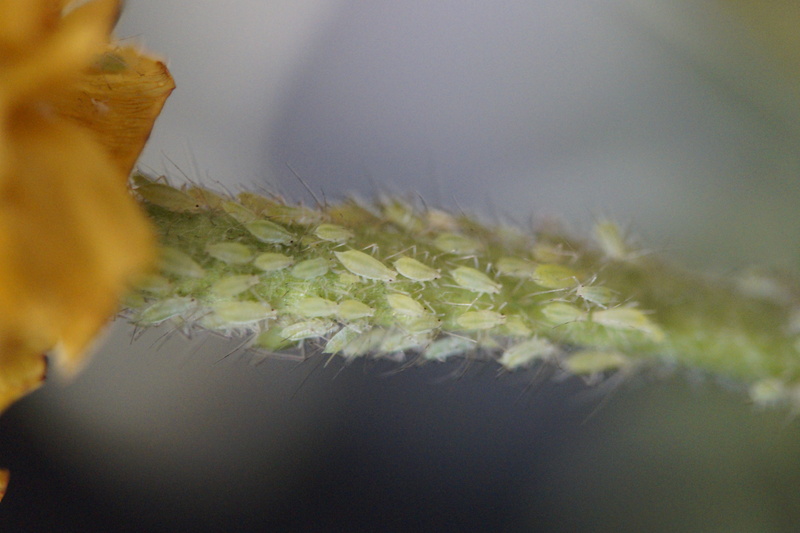 aphid, green color, freshness, quantitative, botany, lice infestation, dandelion seed, softness, mass, Aphids, nature, flower, Branch, plant, no people