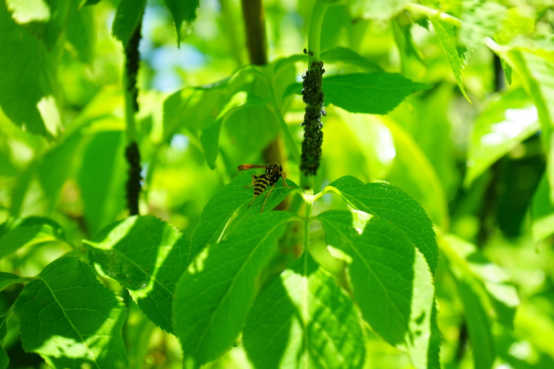 5K, bush, close-up, animal, no people, Wasp, holler, animal wildlife, vermin, beauty in nature, elder, black elder aphids, nature, infestation, animals in the wild
