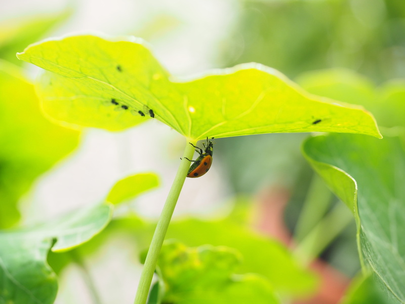 animal wing, domed, small, beauty in nature, close-up, plant, selective focus, siebenpunkt ladybird, day, focus on foreground, animals in the wild, outdoors