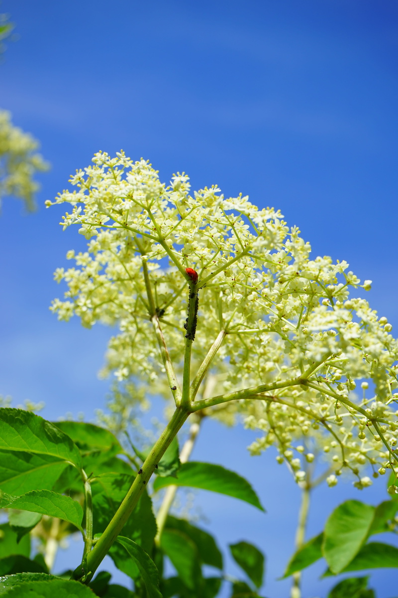 flower head, ladybug, sambucus nigra, pest control, aphis sambuci, beauty in nature, Vermin, bush, louse, vulnerability, fighting, white, sambucus, tree