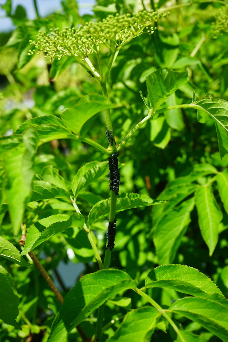 invertebrate, black elderberry, beauty in nature, aphids, holder bush, animal themes, plant part, tranquility, sambucus, plant, aphis sambuci, black elder aphids