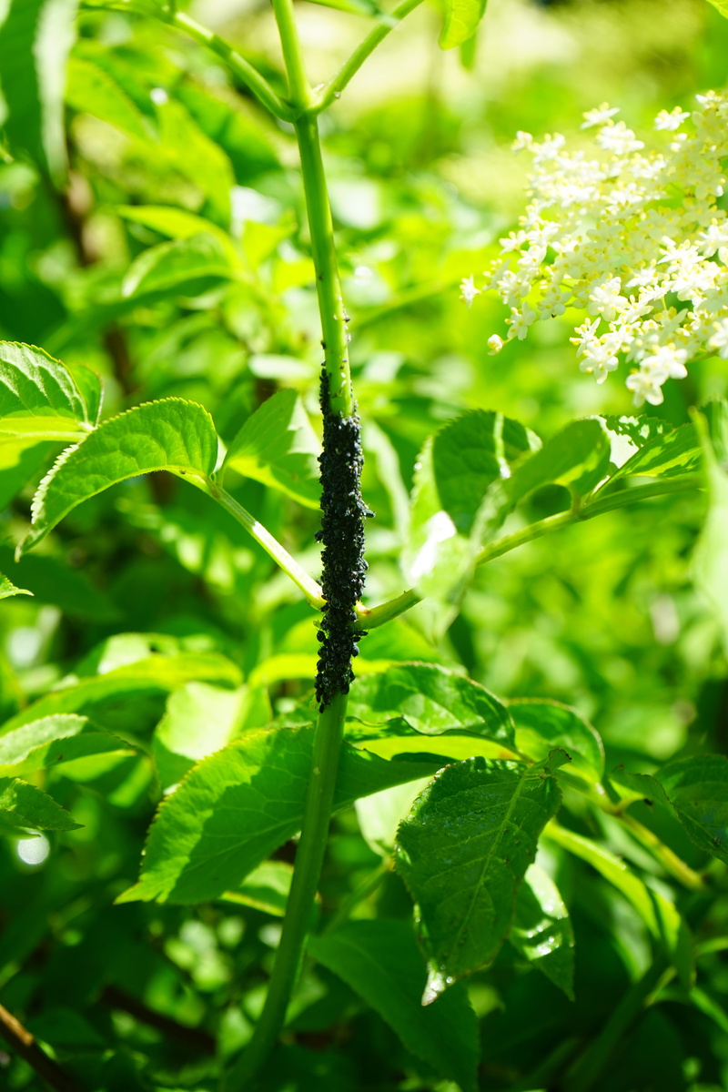 adoxaceae, day, aphids, vermin, close-up, flower, sambucus nigra, sambucus, branch, outdoors, leaf, freshness, invertebrate, lilac, plant part, aphis sambuci