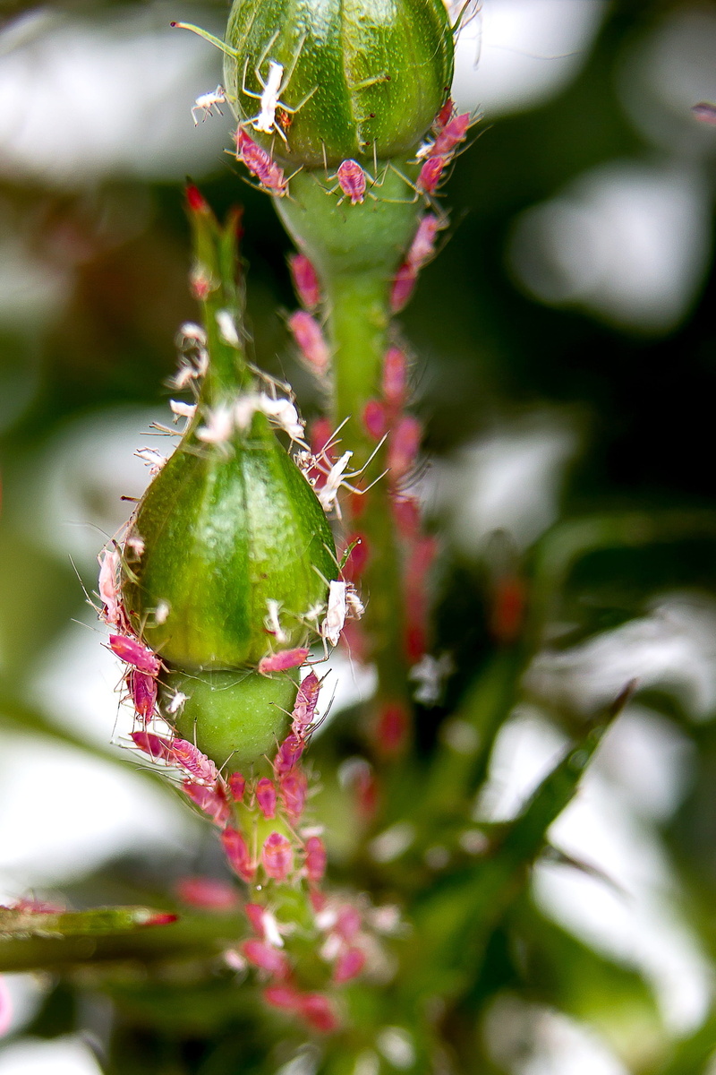 flowering plant, food and drink, pests, flower, 4K, aphid, vermin, plant, louse, lice infestation, food, leaf, freshness, rose, day, Lice, focus on foreground