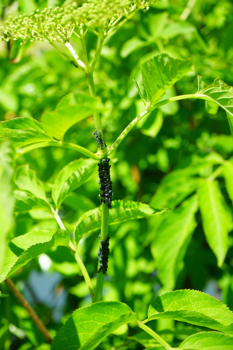 lice, sambucus nigra, holder bush, selective focus, black elderberry, aphis sambuci, black elder aphids, pests, aphids, animal, outdoors, insect, sambucus