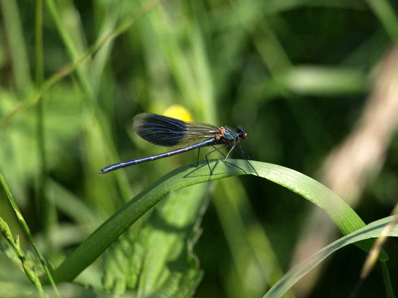 demoiselle, one animal, dragonfly, summer, day, insect, males, blue, no people, animal themes, animal, grass, blade of grass, green color, invertebrate