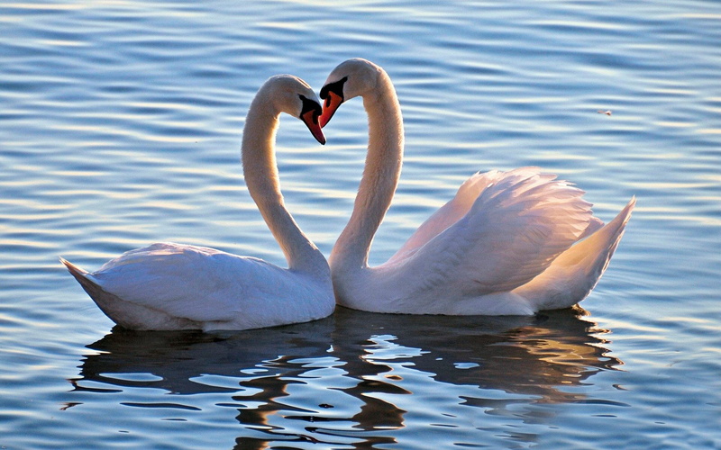 love, swans, heart, mood, birds, animals, swan, feelings, 1080P, beauty
