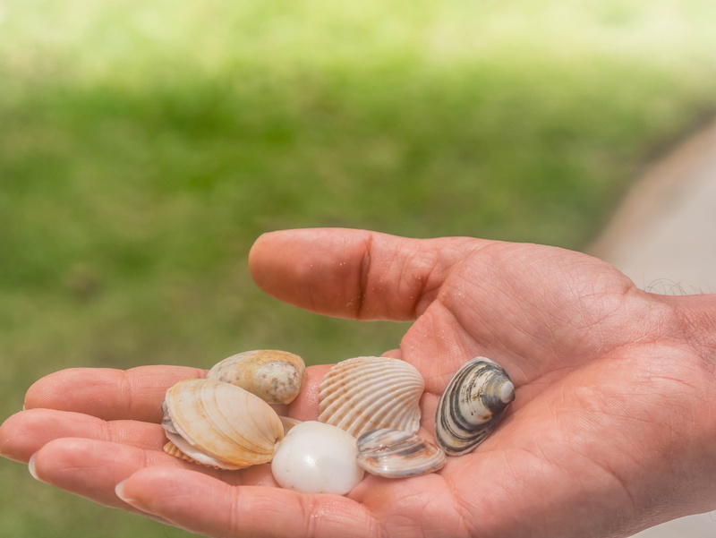 focus on foreground, Love, human Finger, nature, body part, Hands, 4K, gift, human Hand, close-up, animal shell, Shell, human, finger, holding, romantic