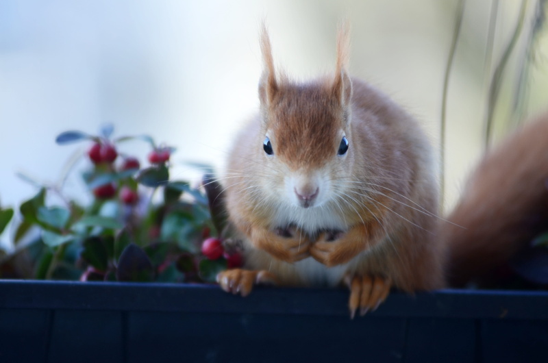 garden, close-up, flower pot, indoors, 4K, portrait, looking at camera, nature, animal themes, Croissant, Rodent, one Animal, no people, sweet, climb
