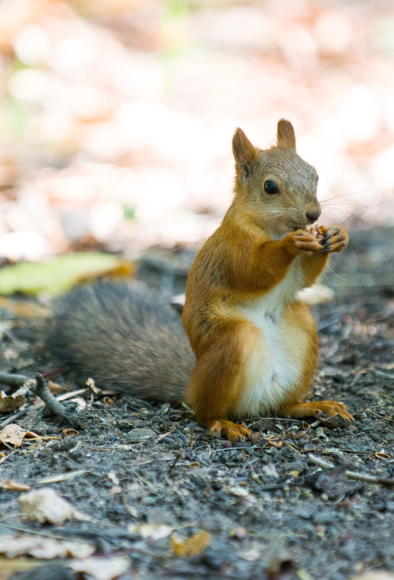 rodents, close-up, mammal, 4K, land, selective focus, outdoors, eating, looking, red, day, nibbles, fluffy, one animal, animals in the wild, rodent, squirrel