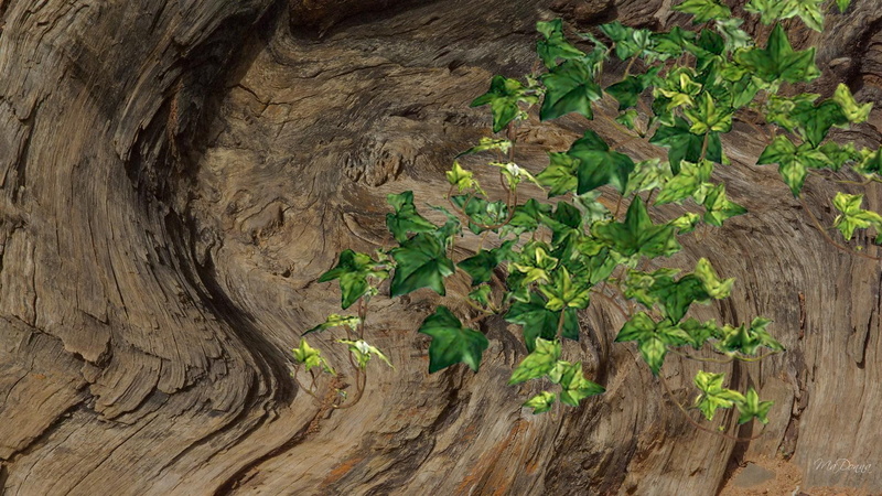forest, growing, ivy, tree, 3d and abstract, firefox persona, 1080P, spring, vine, summer