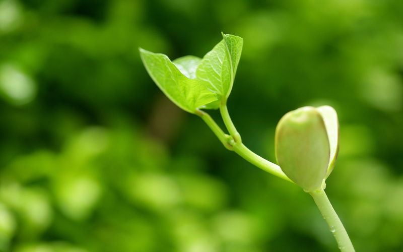 Leaves, 1080P, small, grow, Seed, two, Green, seeds