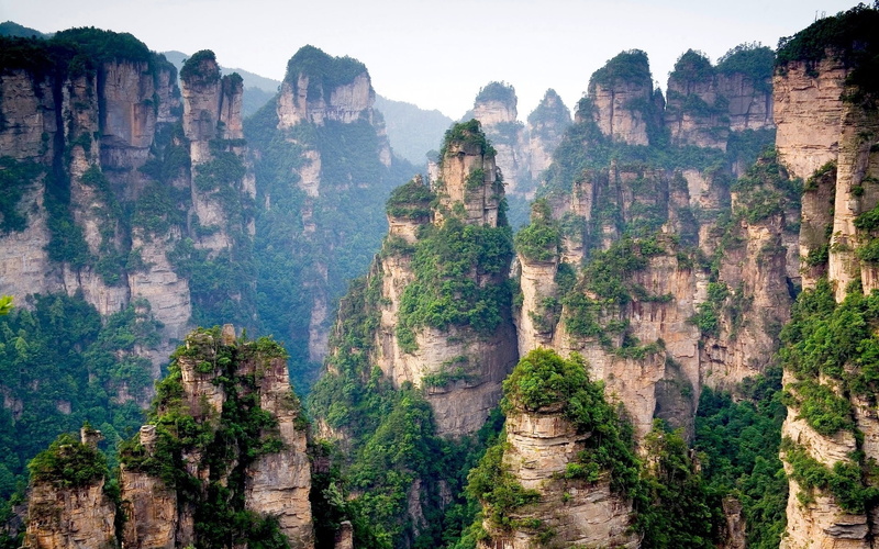 1080P, plants, trees, grows, view, mountain, landcape, nature