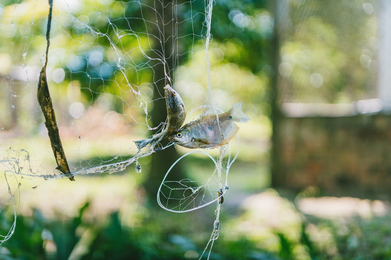 selective, garden, two, summer, grass, invertebrate, food, web, light, animal, day, tree, flora, complexity, blur, broken, insect, fish net, no people