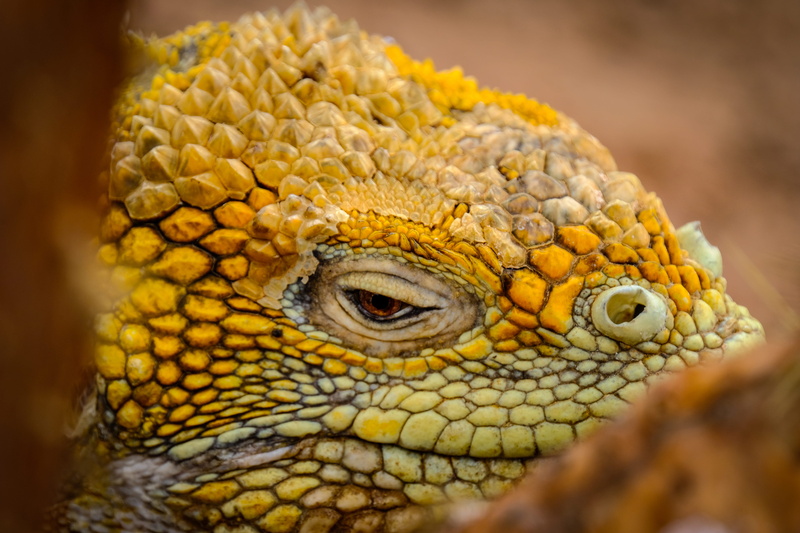 animals in the wild, animal head, snake, yellow, fox, animal body part, no people, eye, green lizard, lobster, antenna, reptile, animal, focus on foreground