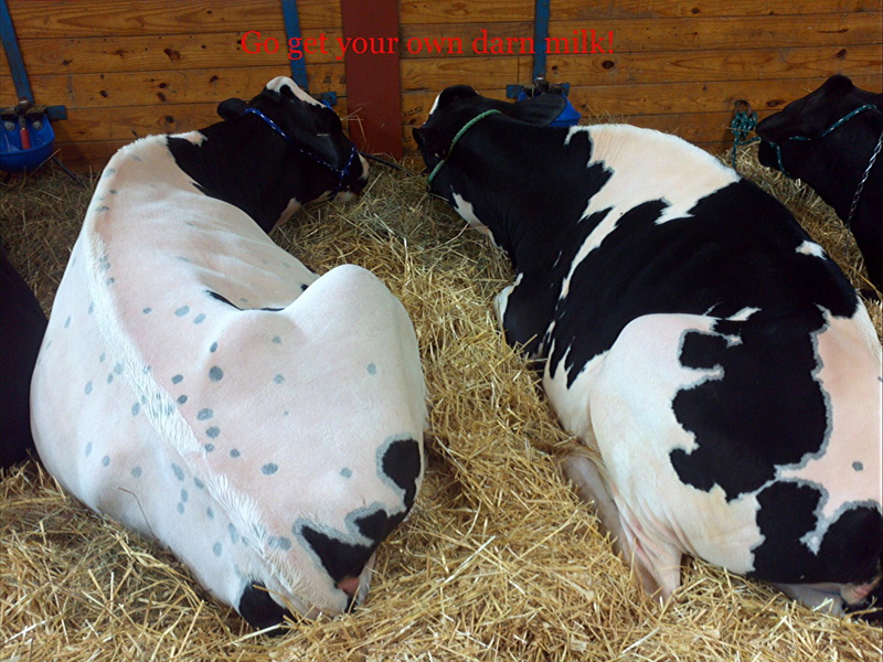 farm, 1080P, milk, animals, strike, cows