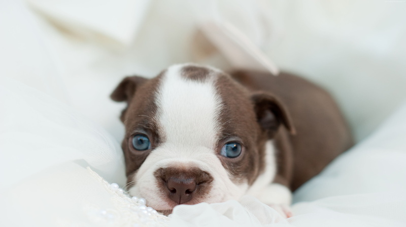 cute animals, funny pets, 4K, bulldog, dog, puppy