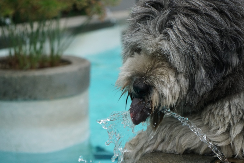 focus on foreground, pottery, pets, 8K, dog, domestic animals, pool, animal body part, white dog, affenpinscher, domestic, terrier, no people, puppy, vase