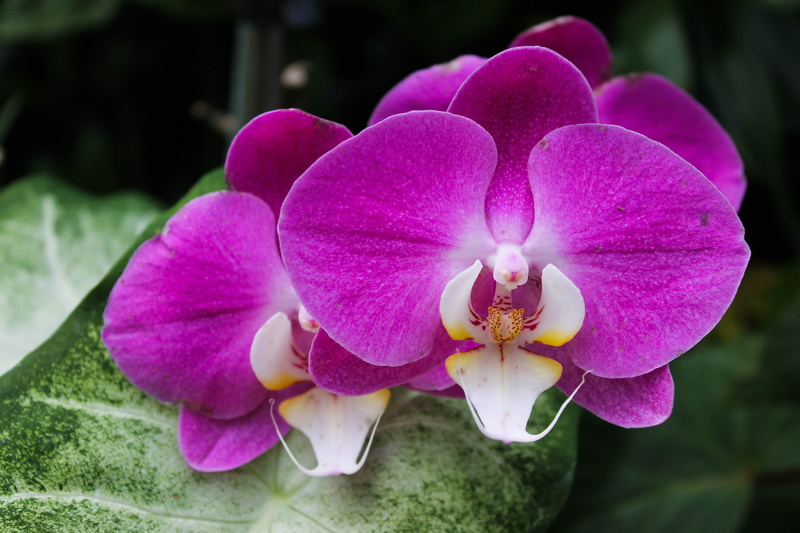 softness, victorian, springtime, pink color, orchid, flourish, no people, plant, leaf, branch, natural, vintage, blossom, garden, purple, tree, flower