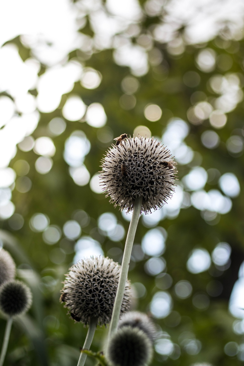 freshness, flower, summer, petal, botany, day, dandelion seed, blossom, floral, branch, romantic, close-up, white, growth, season, color, bloom, bouquet