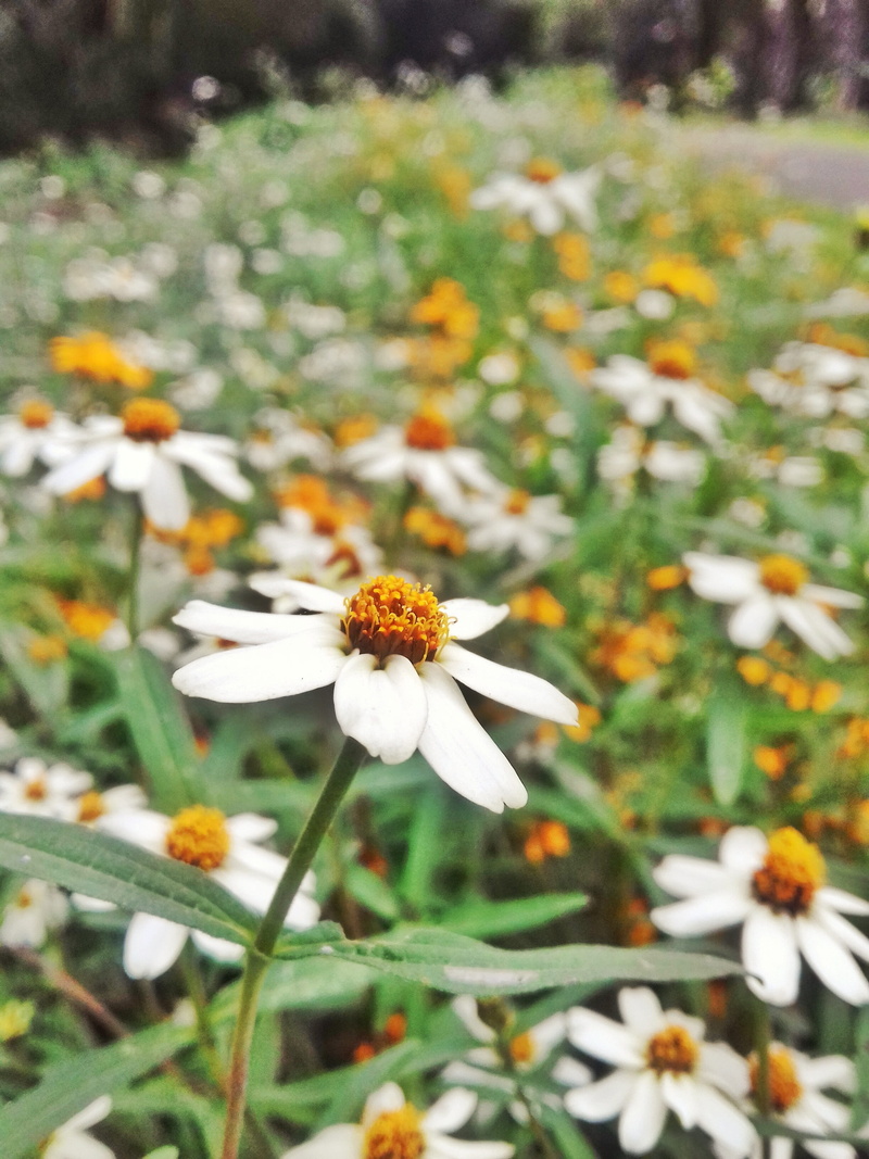 bunch, meadow, green, poster, design, gerbera, stem, Daisy, season, flowering plant, landscape, color, white color, blooming, romantic, yellow, inflorescence
