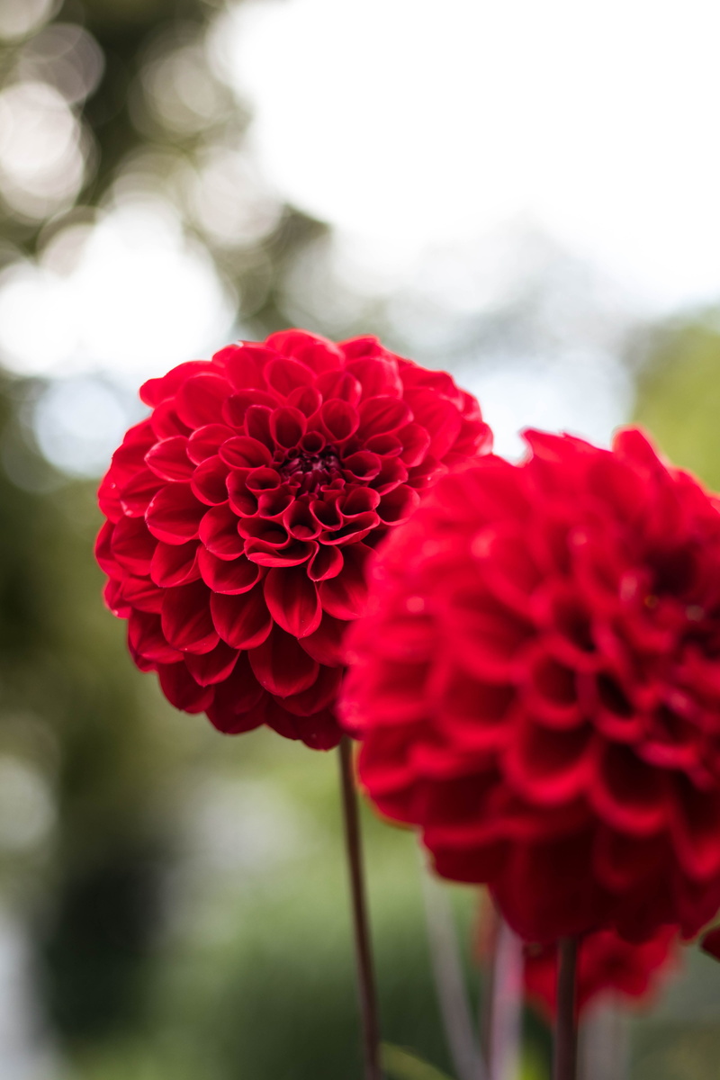 plant, colorful, garden, inflorescence, summer, day, green, design, petal, flowering plant, nature, season, outdoors, fragility, botany, floral, blooming