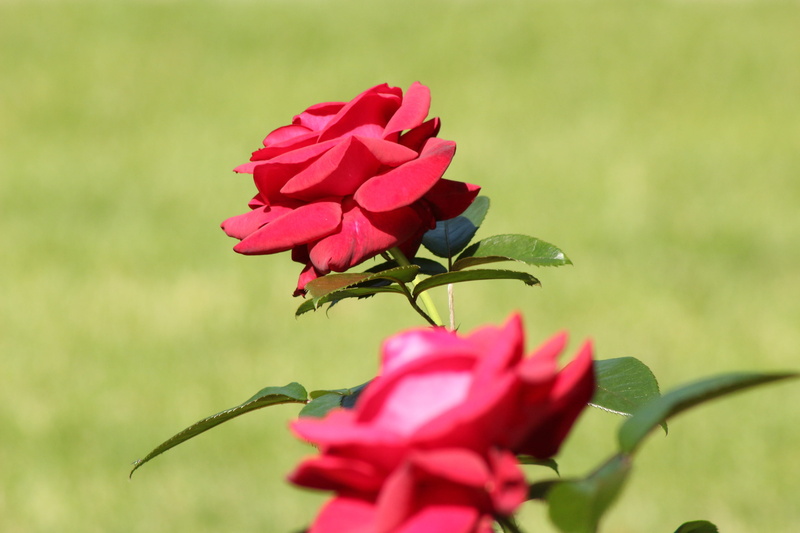 Plant, growth, focus on foreground, red, season, green, flower Head, outdoors, leaf, beauty In Nature, vintage, pink, Flower, bright, bloom, botany, flowering plant
