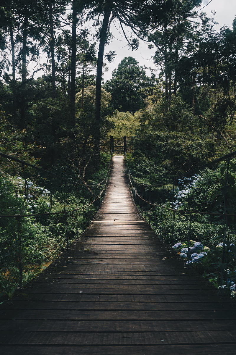 trail, rainforest, green, 2K, day, connection, plant, pathway, daylight, tranquility, garden, beauty in nature, boardwalk, non-urban scene, tree, landscape