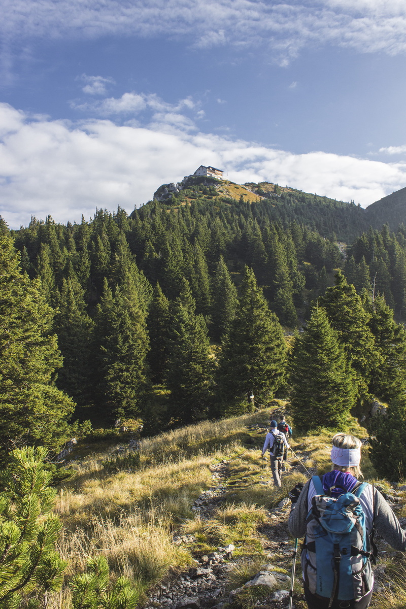 activity, abies, wearing, trees, summer, lifestyles, conifer, tree, hiking, day, people, animal, mountain, path, non-urban scene, sun, nature, fir, outdoors