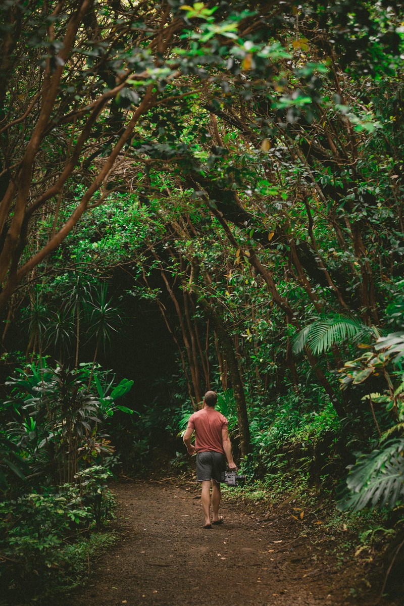 walking, growth, rear view, rainforest, one person, vegetation, lifestyles, land, adventure, flora, green color, islands, green, full length, walkway, plant
