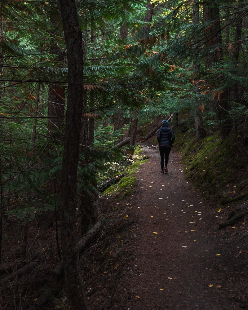 jacket, land, 2K, jungle, forest, canada, inside, rear view, leisure activity, path, vegetation, outdoors, beauty in nature, day, full length, conifer