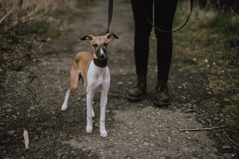 path, one animal, boot, pets, friend, black, day, mammal, domestic, one person, outdoors, land, wearing, track, outdoor, hound, film, 4K, real people