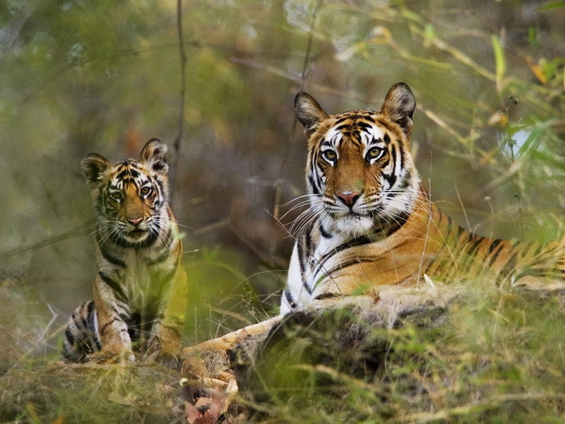 tropical Rainforest, zoo, carnivora, safari Animals, forest, outdoors, selective focus, plant, two animals, couple, 720P, tigers, lie, feline, animal