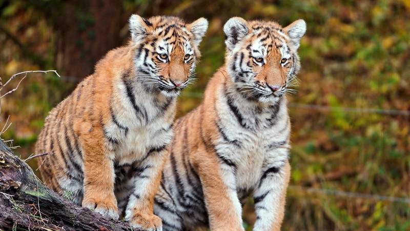 two, looking, two animals, nature, animal wildlife, couple, carnivora, cubs, tigers, mammal, big cats, outdoors, focus on foreground, young animal, big cat