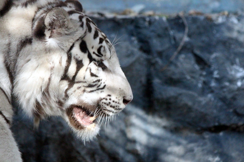cat, animal wildlife, animal body part, beast of prey, White Tiger, whisker, big cat, white, focus on foreground, tiger, one animal, Indian Tiger, mouth