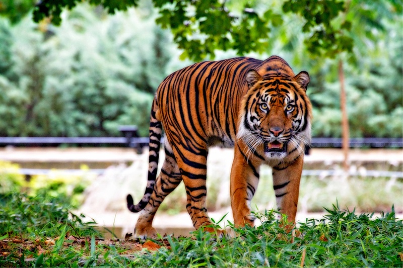 nature, powerful, sumatran tiger, animal themes, one animal, plant, endangered, stripes, green, feline, animal markings, hunter, grass, animal wildlife