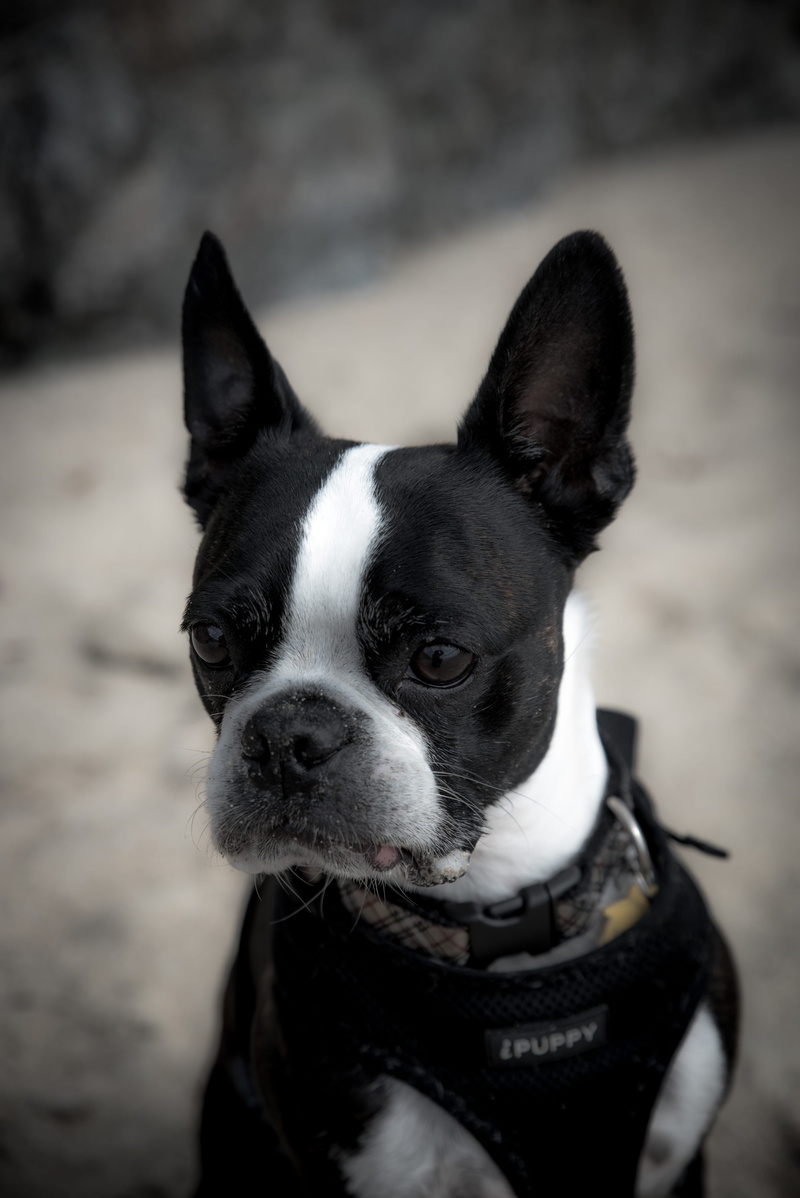 terrier, pets, vertebrate, domestic animals, collar, day, close-up, portrait, french, dog, domestic, no people, french bulldog, mammal, close, photography