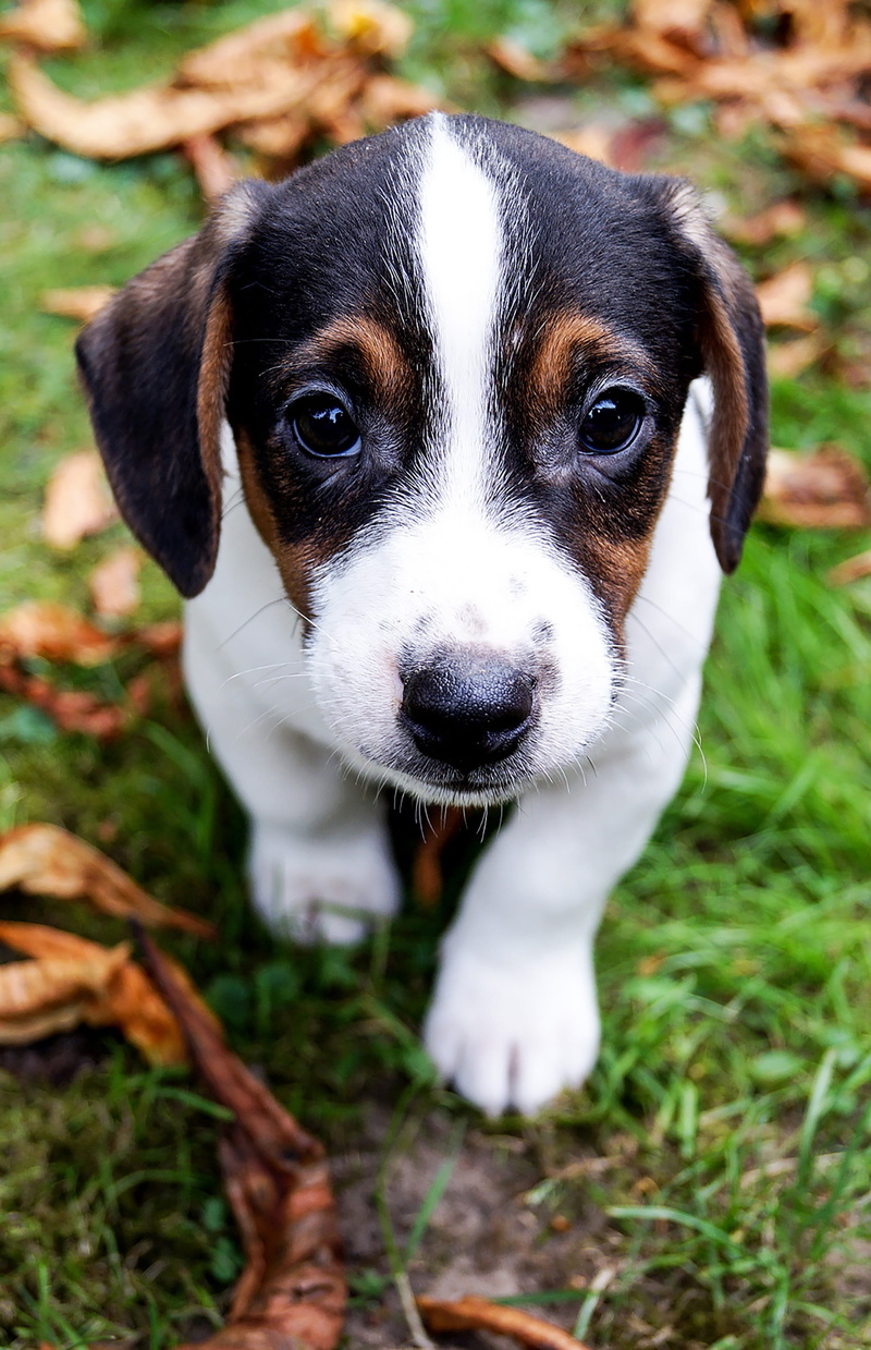 sweet, hundeportrait, cute, vertebrate, purebred dog, no people, 2K, young dog, jack russell terrier, puppy, animals, snout, close-up, field, focus on foreground