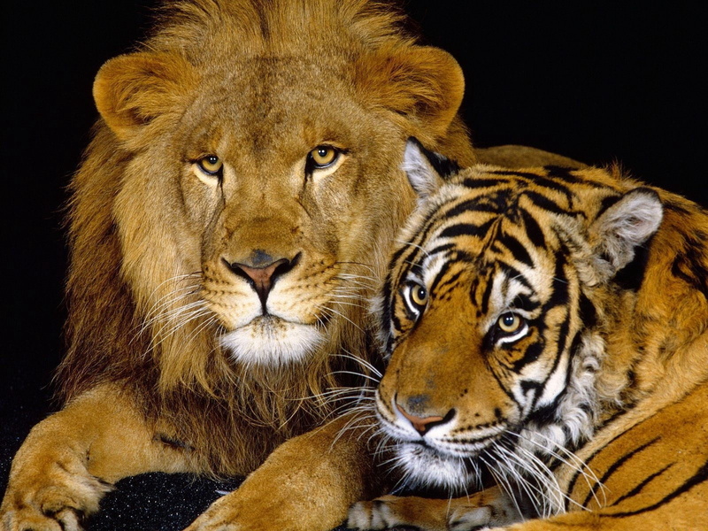 close-up, color Image, tiger, majestic, aggression, safari Animals, carnivore, animal, animals In The Wild, no People, predator, wild Animals, animal family