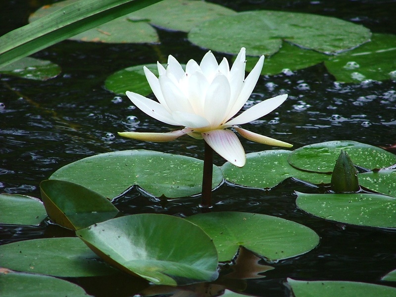 flower Head, freshness, inflorescence, water, 720P, close, flower, lake, plant part, pond, leaves, growth, outdoors, summer, petal, floating on water