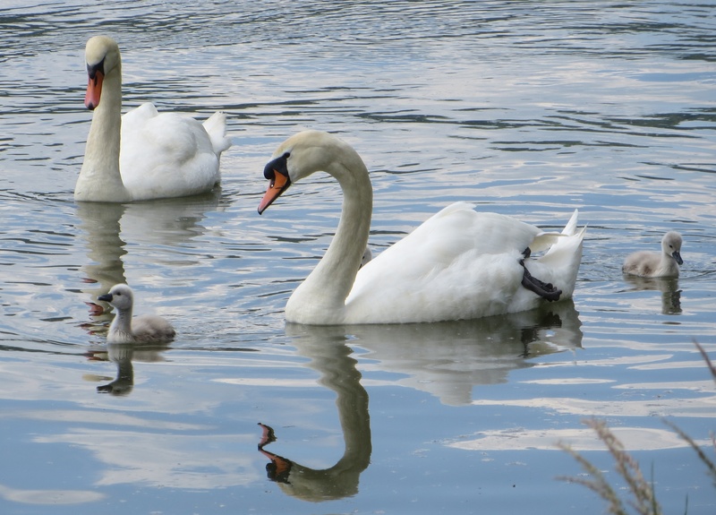 animal wildlife, young animal, animals in the wild, animal themes, pond, waters, animal, sublime, swans, vertebrate, floating on water, beautiful, waterfowl