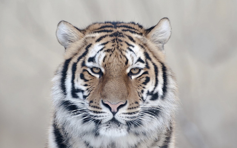 cat, brown, nature, safari Animals, animal, danger, 1080P, asia, tropical Rainforest, tiger, striped, big Cat, animal themes, endangered Species, close-up