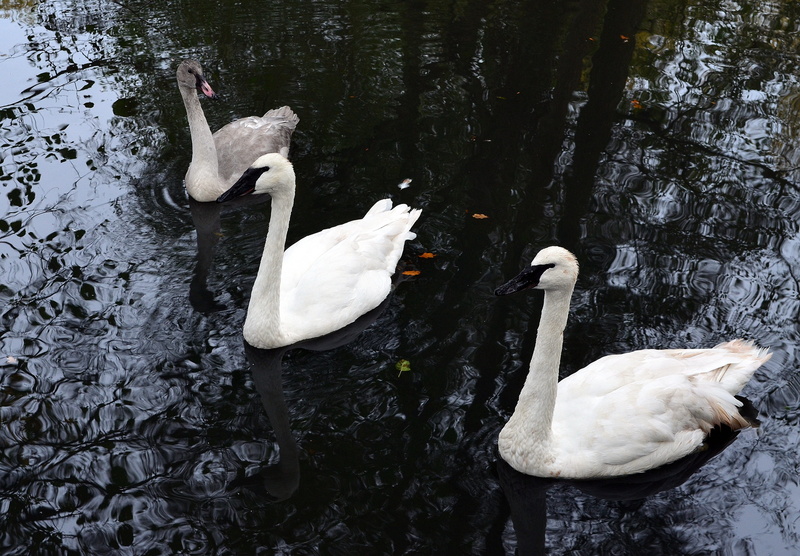 white bird, water, animal family, vertebrate, swan, no people, plumage, beak, water bird, high angle view, day, flock of birds, 4K, group of animals, nature