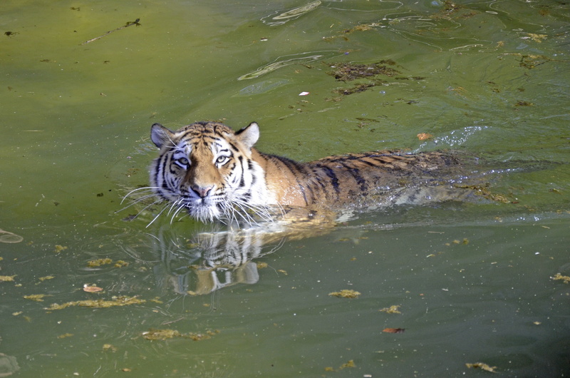 vertebrate, mammal, lake, 4K, no people, outdoors, indian tiger, white tiger, animals in the wild, tiger, whisker, waterfront, animal, majestic, sublime