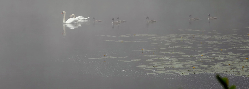 morning hour, fog, floating on water, mood, rest, pollution, swim, no people, swan family, pond, group of animals, animal themes, outdoors, sublime, bird