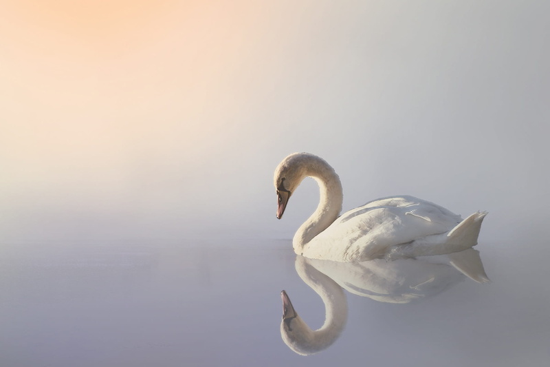 refreshment, 1080P, daytime, food and drink, water, nature, food, photography, one animal, freshness, swan, swim, animal themes, white color, close-up
