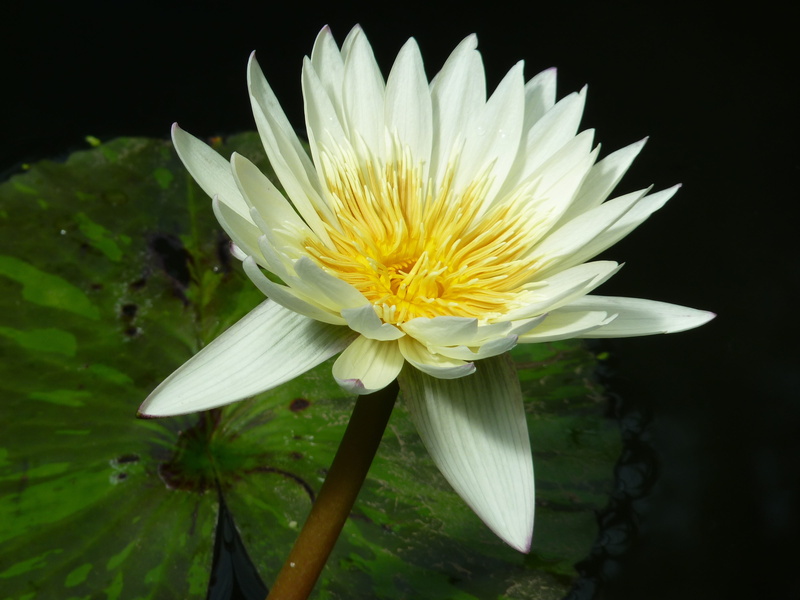 sublime, light, no people, flower head, water, beauty in nature, pollen, petal, growth, vulnerability, inflorescence, Aquatic Plant, plant, white flower
