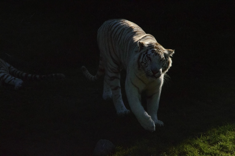 feline, black background, shadows, animal themes, carnivora, vertebrate, walking, animal, night, cat, pets, tiger, prairie, field, animals, big cat, predator