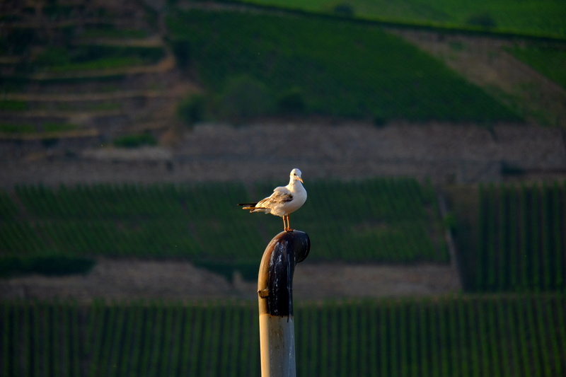 boundary, rest, animal wildlife, wing, 4K, vertebrate, animal, tern, waterfowl, post, feather, focus on foreground, wooden post, animal themes, sublime