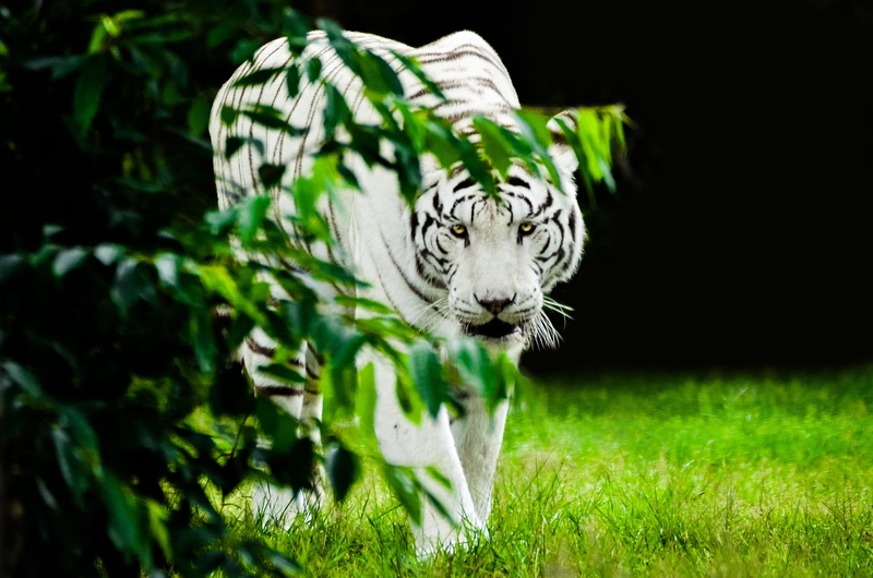 dangerous, 2K, albino, serengeti park, animals in the wild, grass, feline, white tiger, animal portrait, one animal, big cat, animal wildlife, plant, cat