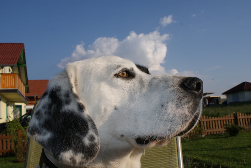 4K, pet, view, canine, dog, sublime, domestic, adult, architecture, sit, no people, outdoor, built structure, cloud - sky, day, one animal, dalmatian